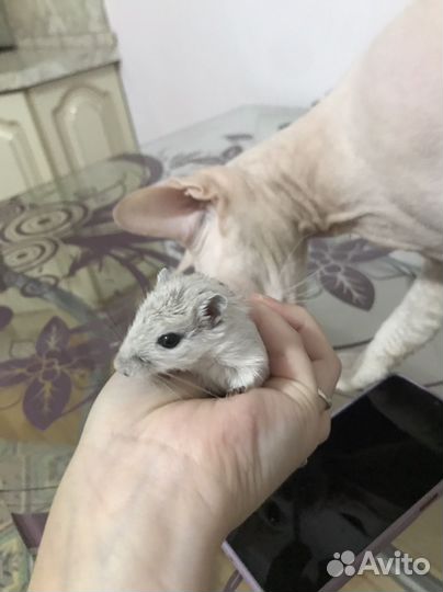 Мышки песчанки с клеткой