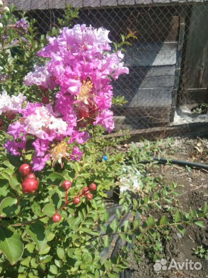 Лагерстремия