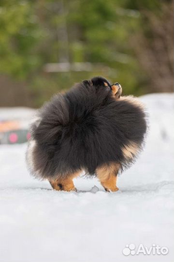 Померанский шпиц. Черно-подпалый для вязки