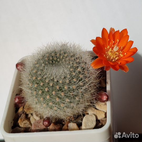 Aylostera (rebutia) muscula семена