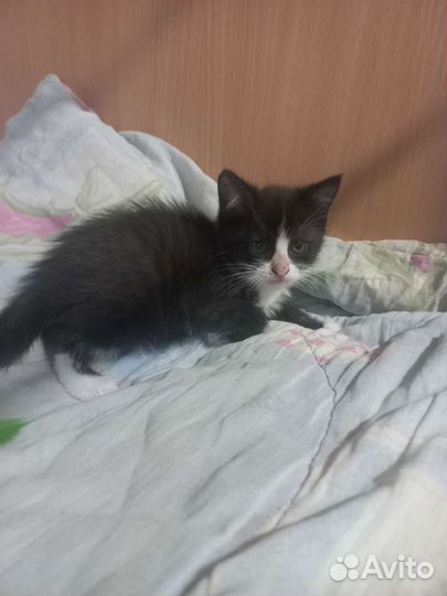Кошки в добрые руки бесплатно