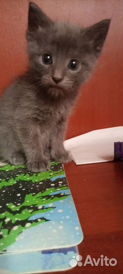 Котенок
