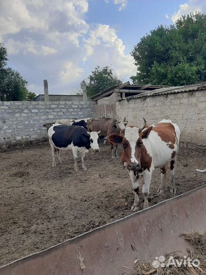 Коровы молочные