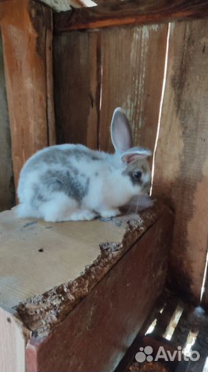 Кролики мясных пород