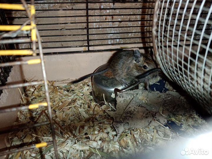 Бельчата белки дегу