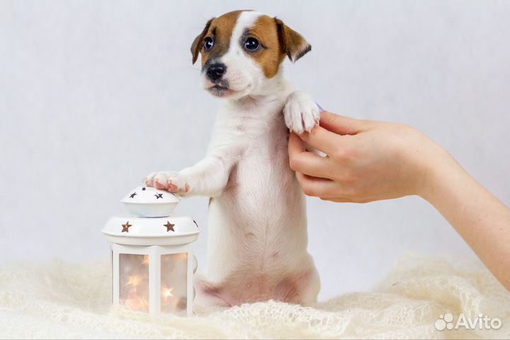 Щенки Парсон Рассел терьер