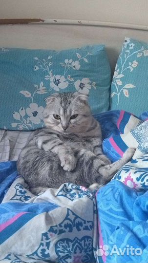 Вязка котов шотландских