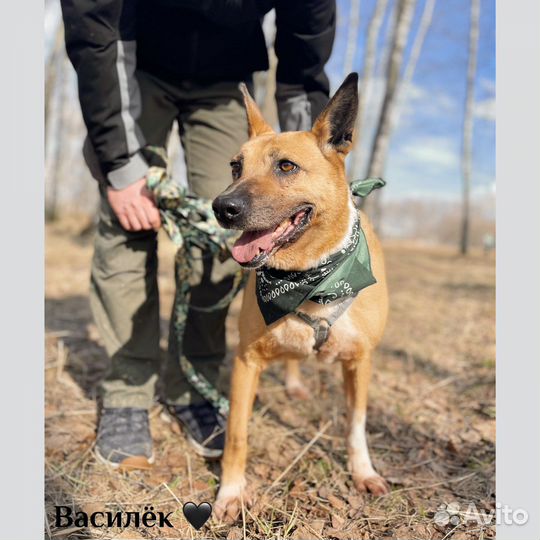 Собака Василиса из приюта