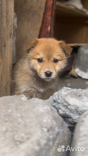 Щенок в добрые руки