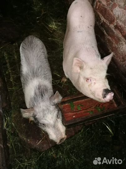 Продам свиней