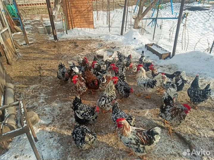 Петухи ливенские