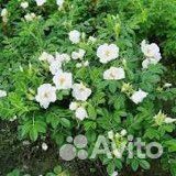 Роза морщинистая