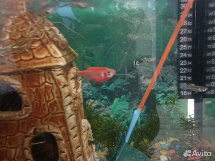 Аквариумные рыбки