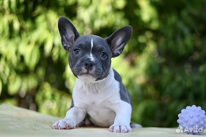 Американский булли 2,5мес