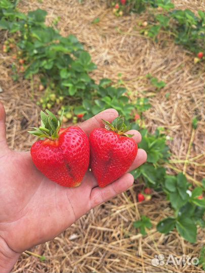 Рассада клубники