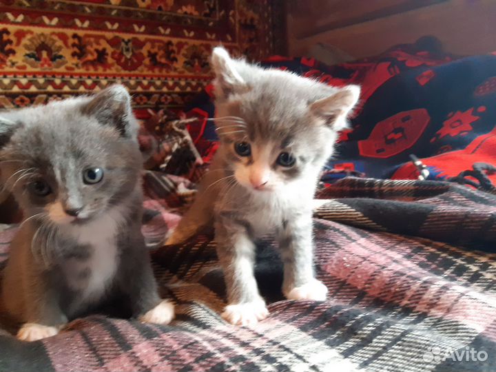 Котята