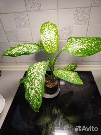 Диффенбахия