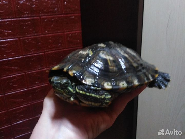 Красноухая черепаха бесплатно