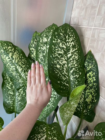 Диффенбахия