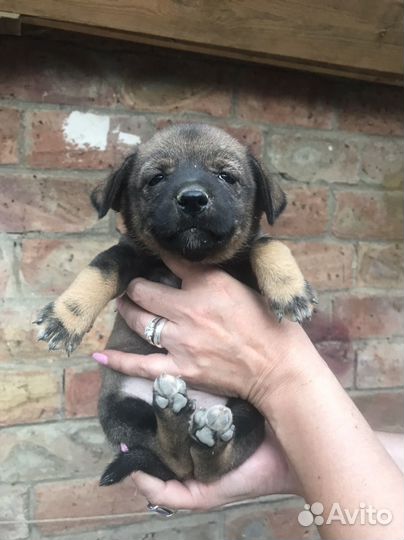 Собака в добрые руки отдам бесплатно