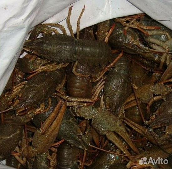 Крымские раки живые Опт