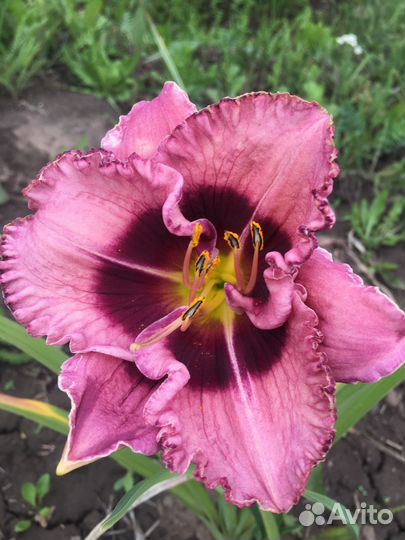 Многолетники. Лилейники