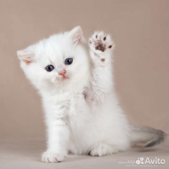 Котята серебристые шиншиллы колор поинт