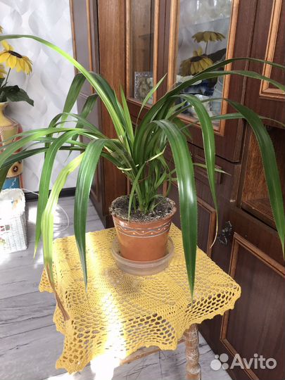 Пальма панданус