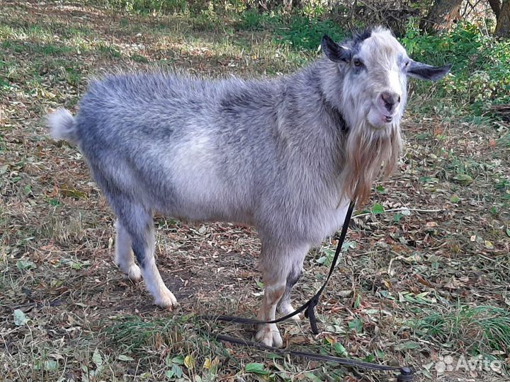 Козлик комолый