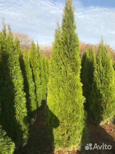 Туя смарагд