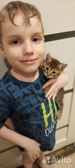 Котята в добрые руки бесплатно
