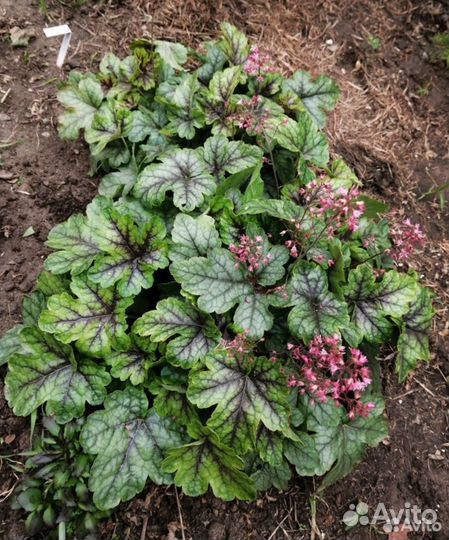 Многолетники