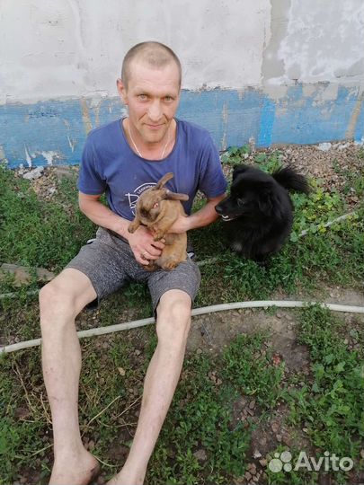 Продам породистого кролика в хорошие руки