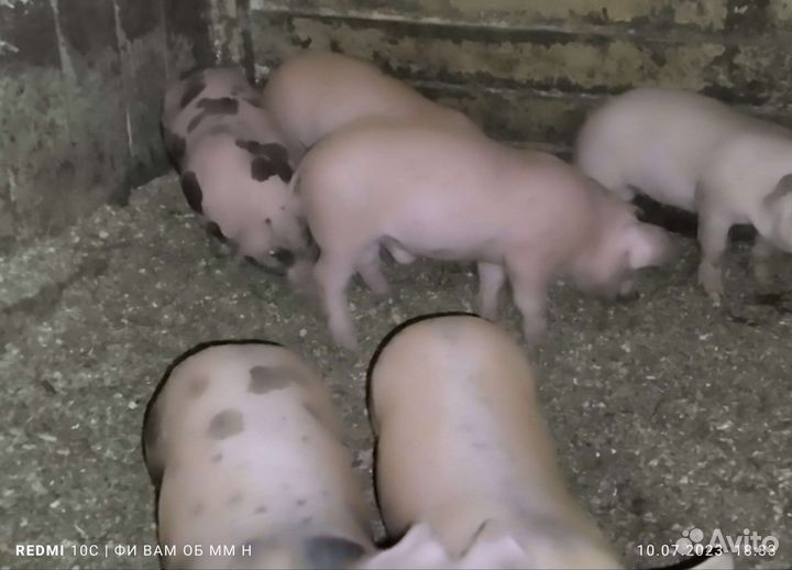 Поросята Пьетрен, Дюрок, Кантор