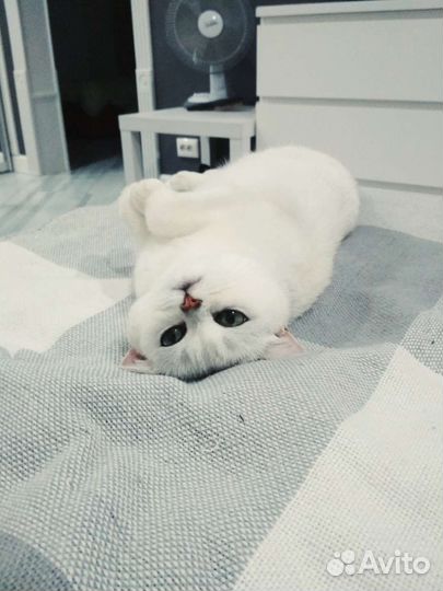 Серебристая шиншилла британка