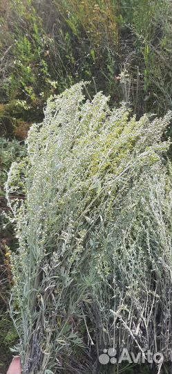 Полынь горькая в баню