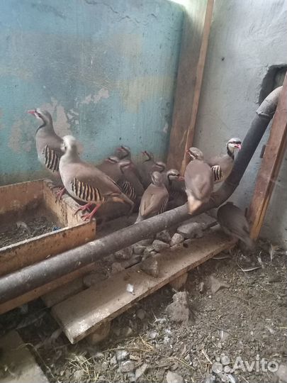 Куропатки кеклики