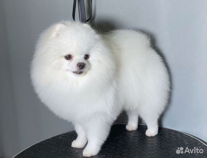 Груминг шпицев