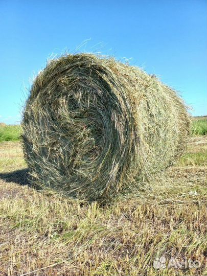 Сено в рулонах 2023