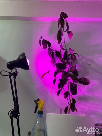 Фито лампа для рассады и растений лон А60 E27 15W