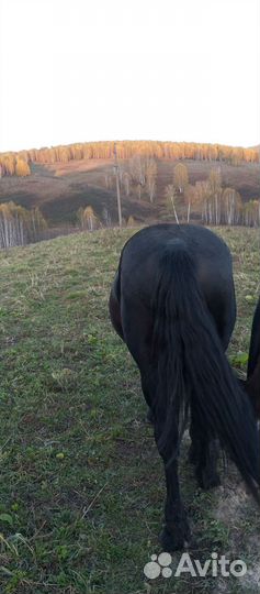 Жеребец 3года