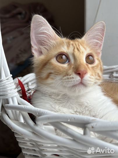 Отдам добрые руки котёнка