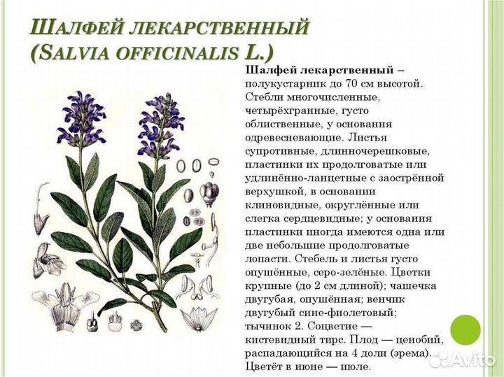 Шалфей дубрав.как лаванда и шалф. лекарств