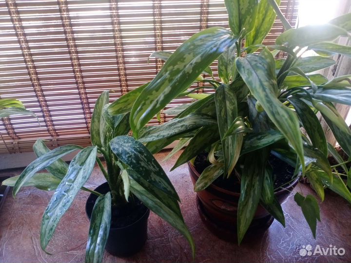 Аглаонема - 