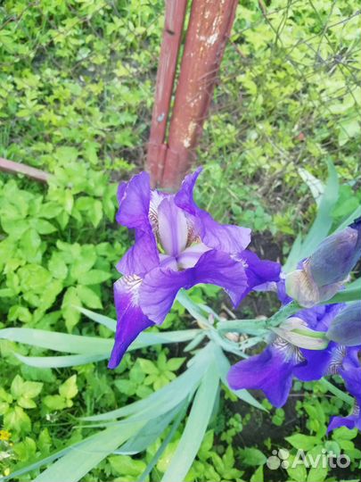 Очиток, мак садовый, ирисы королевские, флокс