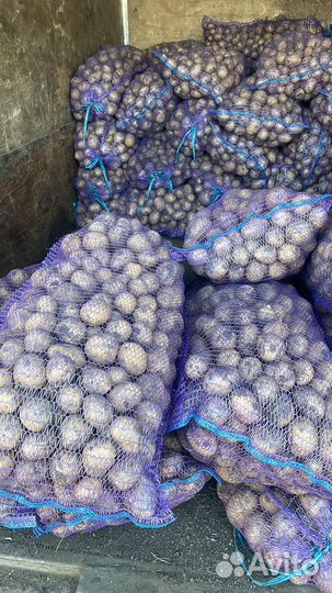 Продам семенной картофель сорта Гала