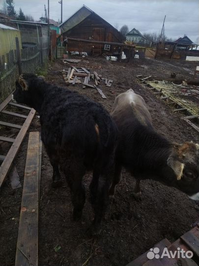 2бычка на откорм