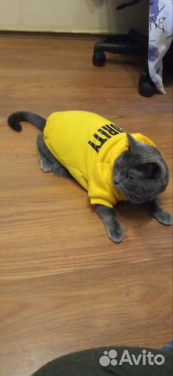 Кофта для собаки