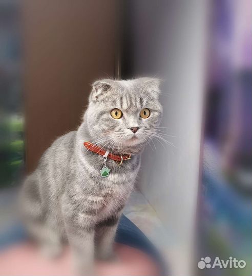 Шотландский кот