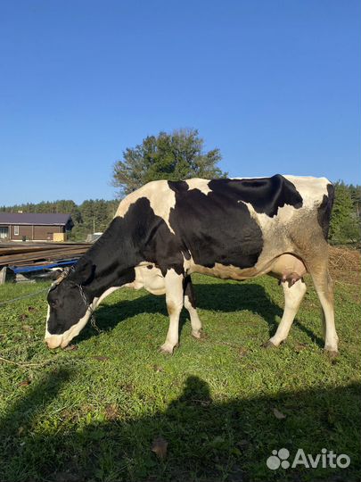Продам корову
